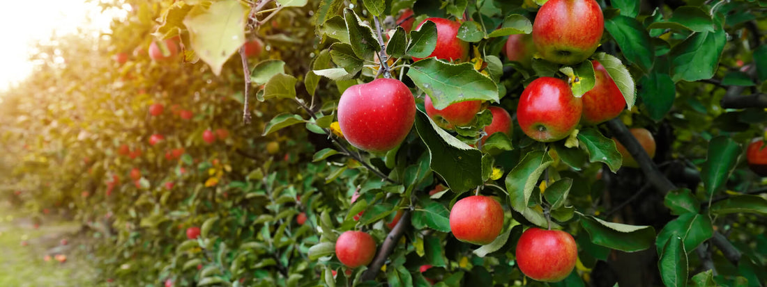 Are You Missing Out On Your Apple A Day?!