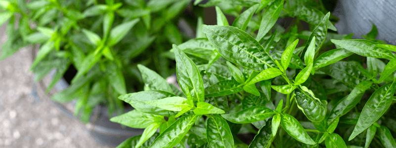 Andrographis Rothii Andrographis | Health Benefits of Andrographis - Xtendlife