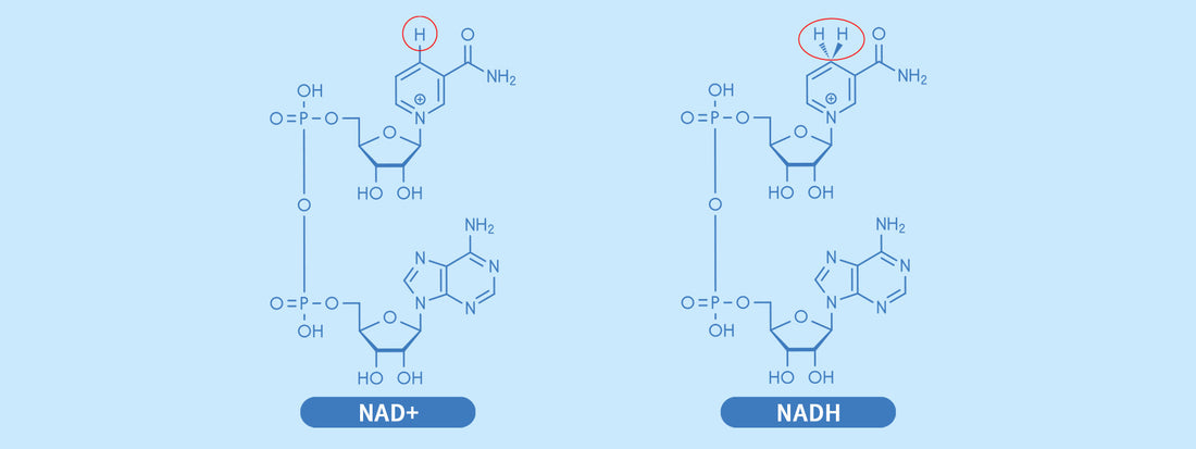 What is NAD+ and Why Do We Need It?