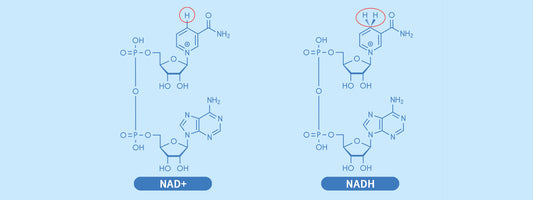 What is NAD+ and Why Do We Need It?