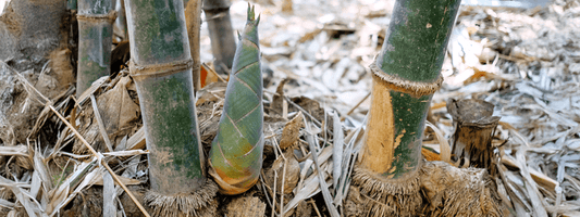 Bamboo Shoot