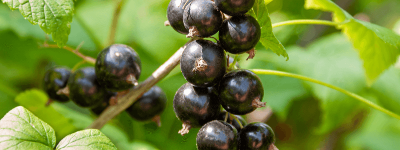 Blackcurrant Extract
