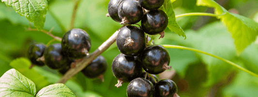 Blackcurrant Extract