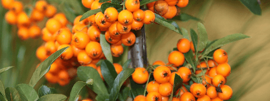 CyanthOx Organic Sea Buckthorn Proanthocyanidin Extract