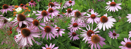 Echinacea