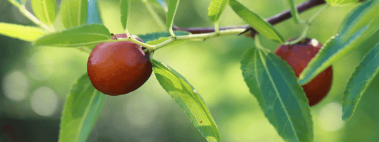 Jojoba Oil