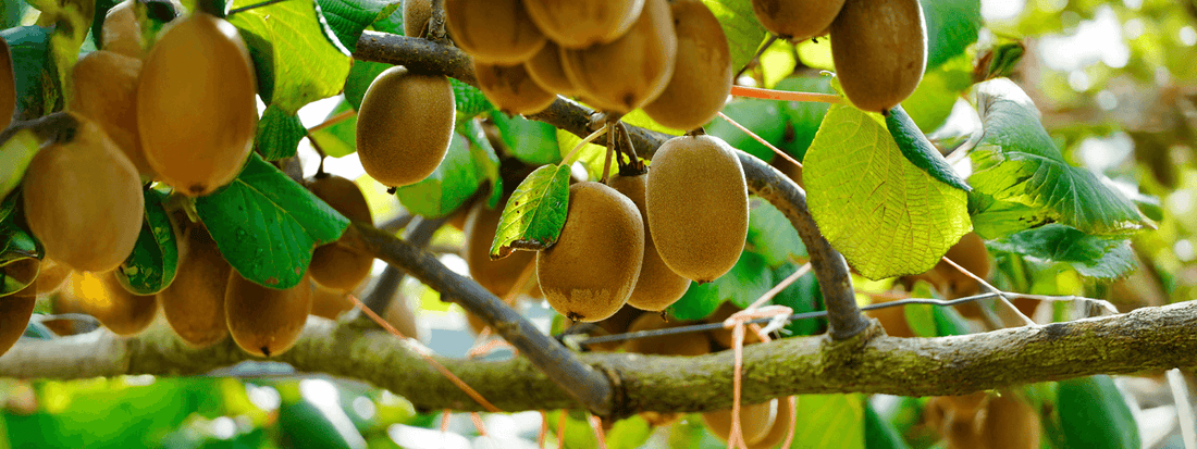 Why Your Gut Loves Kiwifruit: Nutritional Superfruit from New Zealand