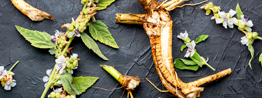 Marshmallow Root
