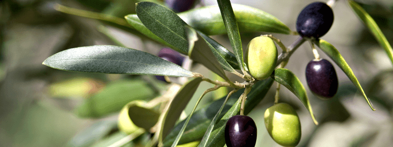 Olivem 800