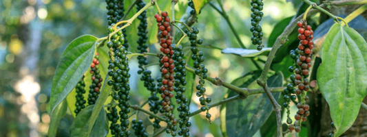 How Piperine May Support Better Absorption