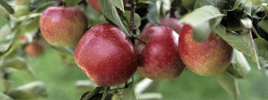 Proteol APL