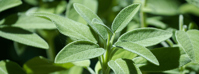 Sage Background & Benefits - Xtendlife