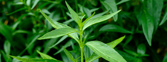 Swertia Chirata Extract