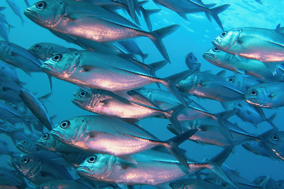 What Does EPA Stand For in Nutrition and Supplements?