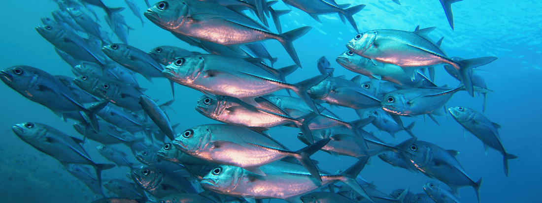 What Does EPA Stand For in Nutrition and Supplements?