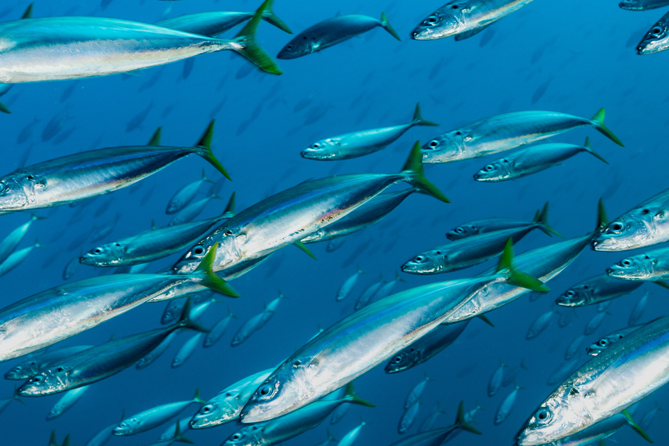 What Is Eicosapentaenoic Acid (EPA) and How Does It Benefit the Body?