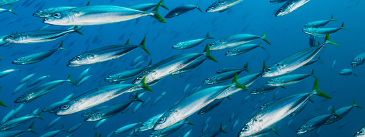 What Is Eicosapentaenoic Acid (EPA) and How Does It Benefit the Body?