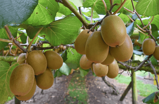 Kiwifruits