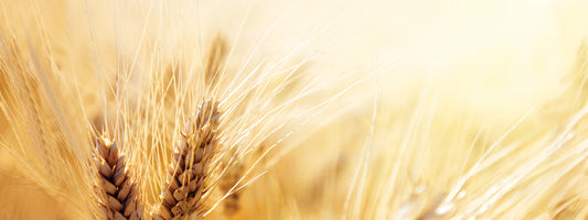 Why Are There So Many of Us Suddenly Gluten Intolerant