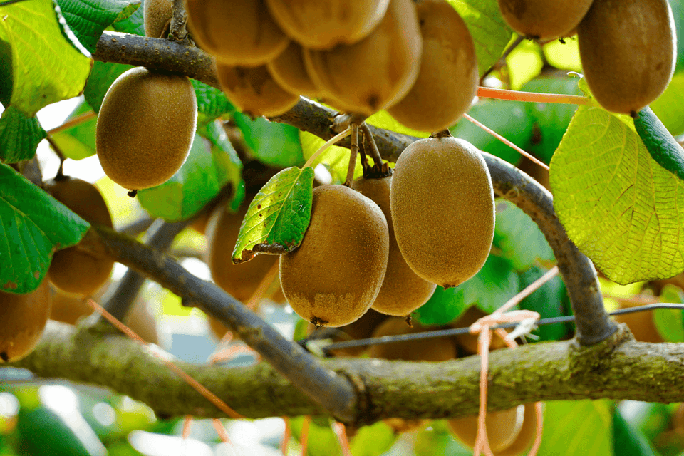 Why Is Kiwifruit from New Zealand Considered a Superfruit?